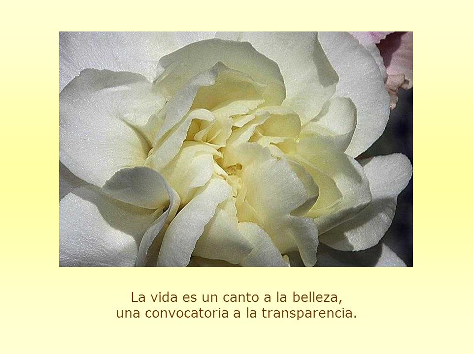La vida es un canto a la belleza, una convocatoria a la transparencia.