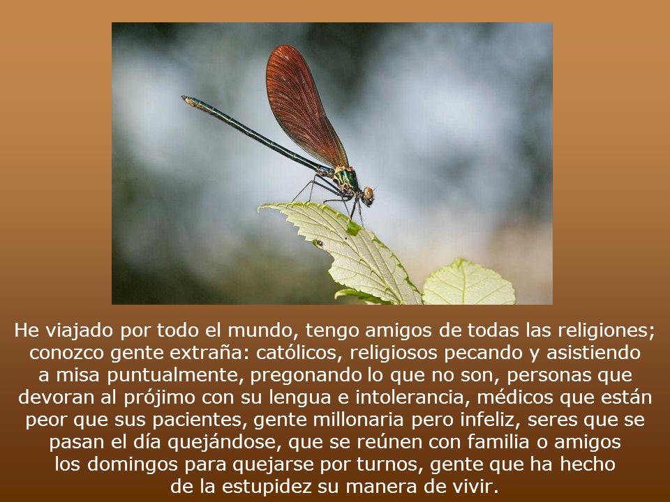 He viajado por todo el mundo, tengo amigos de todas las religiones; conozco gente extraña: católicos, religiosos pecando y asistiendo a misa puntualmente, pregonando lo que no son, personas que devoran al prójimo con su lengua e intolerancia, médicos que están peor que sus pacientes, gente millonaria pero infeliz, seres que se pasan el día quejándose, que se reúnen con familia o amigos los domingos para quejarse por turnos, gente que ha hecho de la estupidez su manera de vivir.