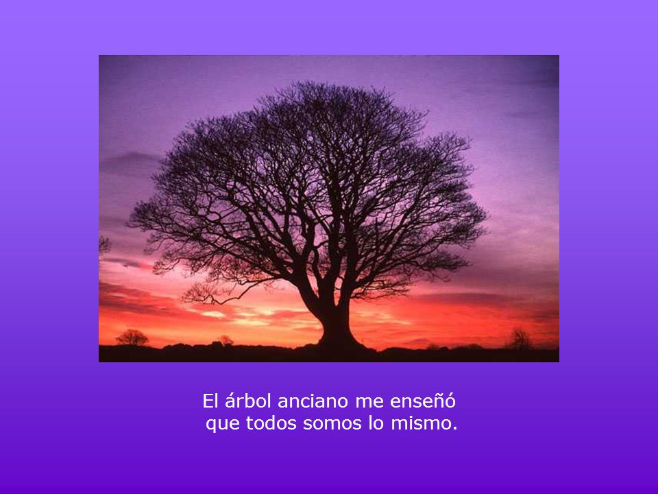 El árbol anciano me enseñó que todos somos lo mismo.
