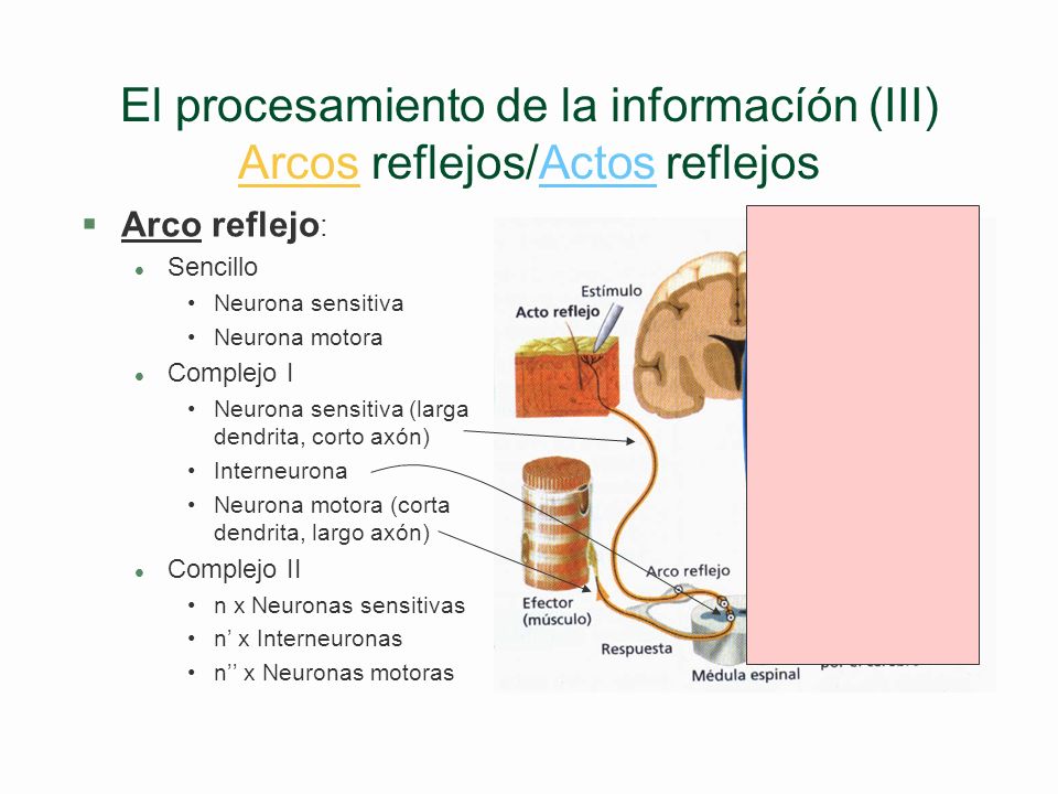 El procesamiento de la informacíón (III) Arcos reflejos/Actos reflejos