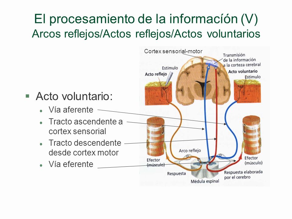 El procesamiento de la informacíón (V) Arcos reflejos/Actos reflejos/Actos voluntarios