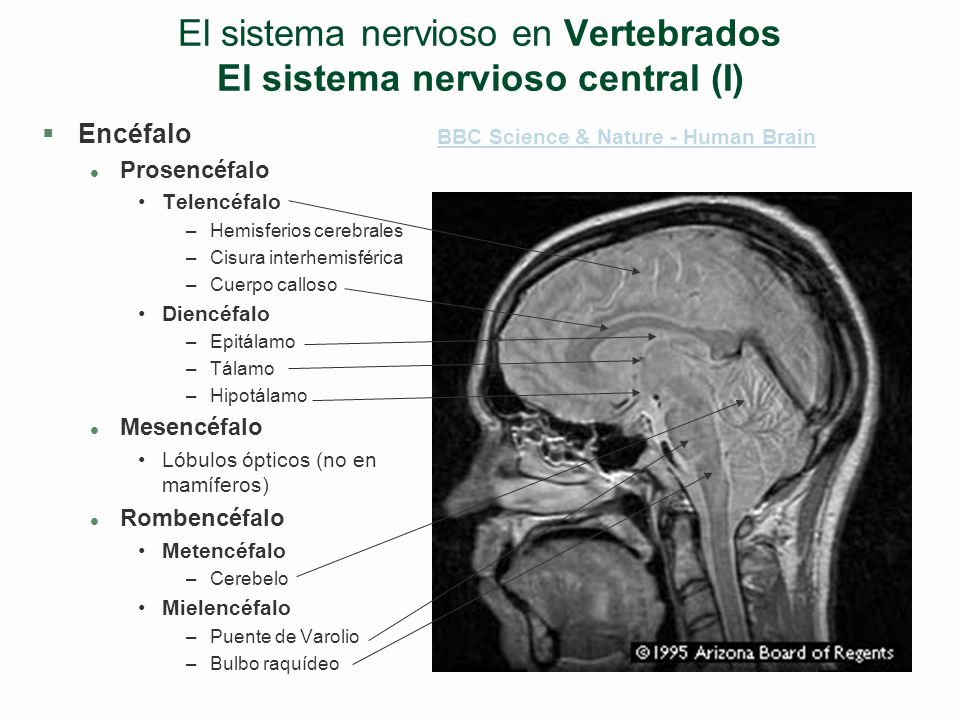 El sistema nervioso en Vertebrados El sistema nervioso central (I)