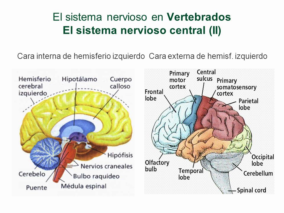 El sistema nervioso en Vertebrados El sistema nervioso central (II)