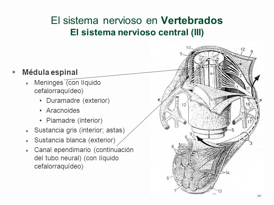 El sistema nervioso en Vertebrados El sistema nervioso central (III)