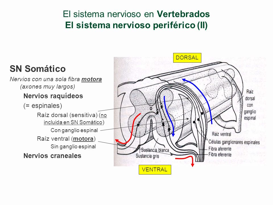 El sistema nervioso en Vertebrados El sistema nervioso periférico (II)