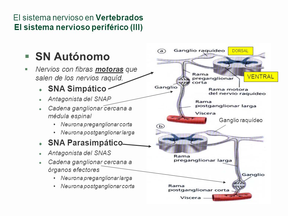 El sistema nervioso en Vertebrados El sistema nervioso periférico (III)