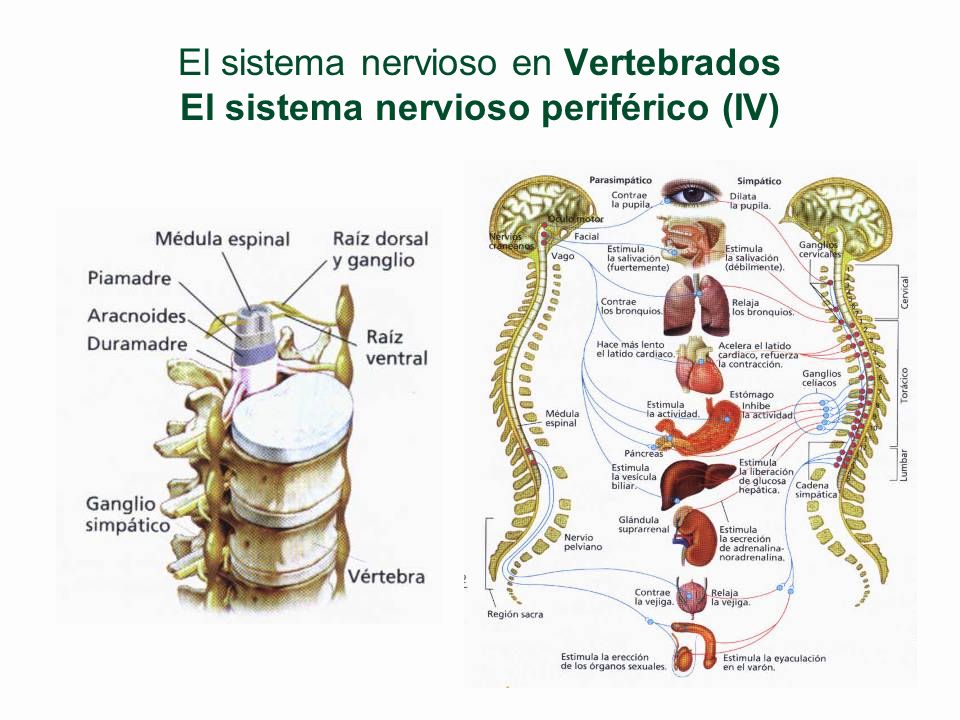 El sistema nervioso en Vertebrados El sistema nervioso periférico (IV)