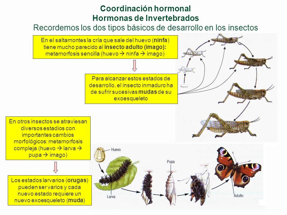 Coordinación hormonal Hormonas de Invertebrados Recordemos los dos tipos básicos de desarrollo en los insectos