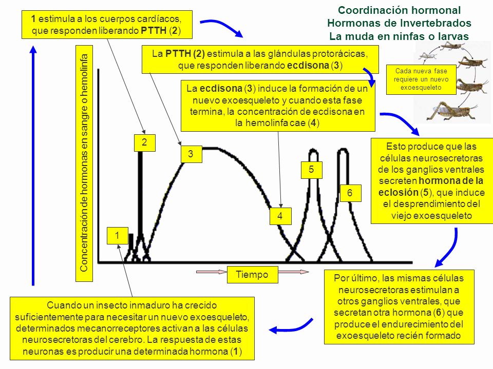 1 estimula a los cuerpos cardíacos, que responden liberando PTTH (2)