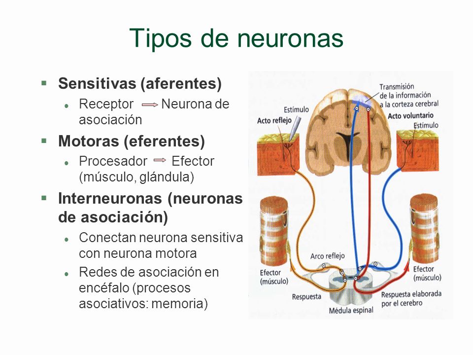 Tipos de neuronas Sensitivas (aferentes) Motoras (eferentes)