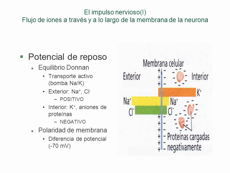 El impulso nervioso(I) Flujo de iones a través y a lo largo de la membrana de la neurona