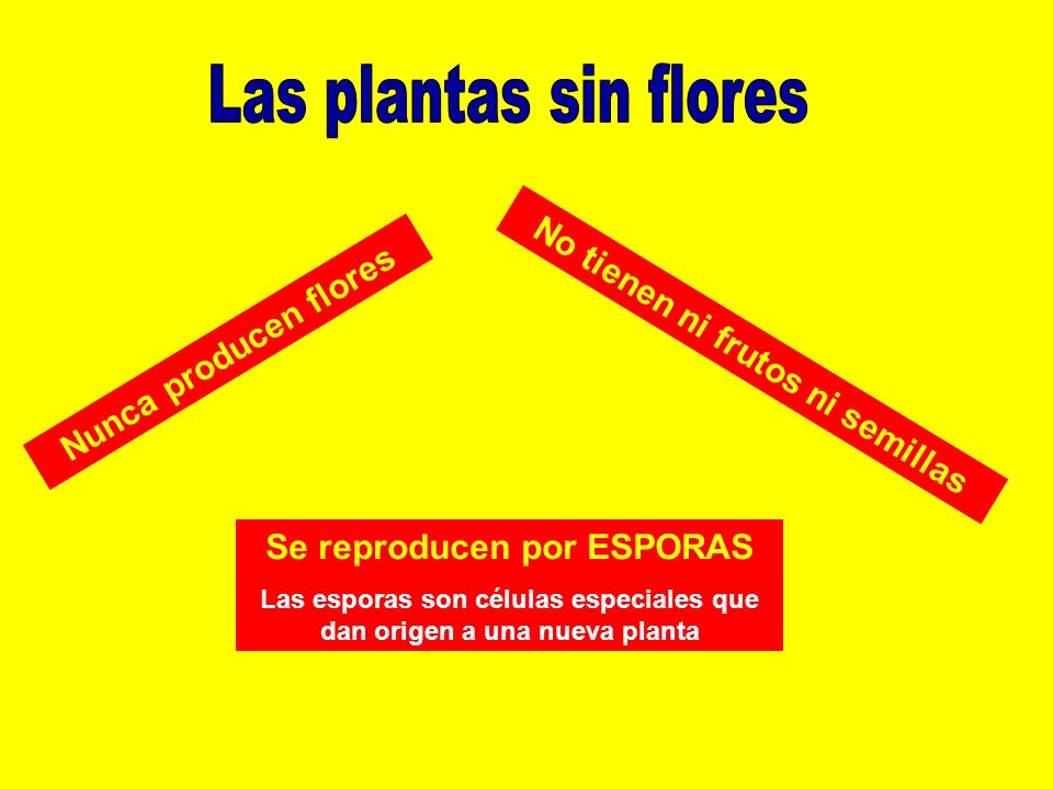 Las plantas sin flores No tienen ni frutos ni semillas