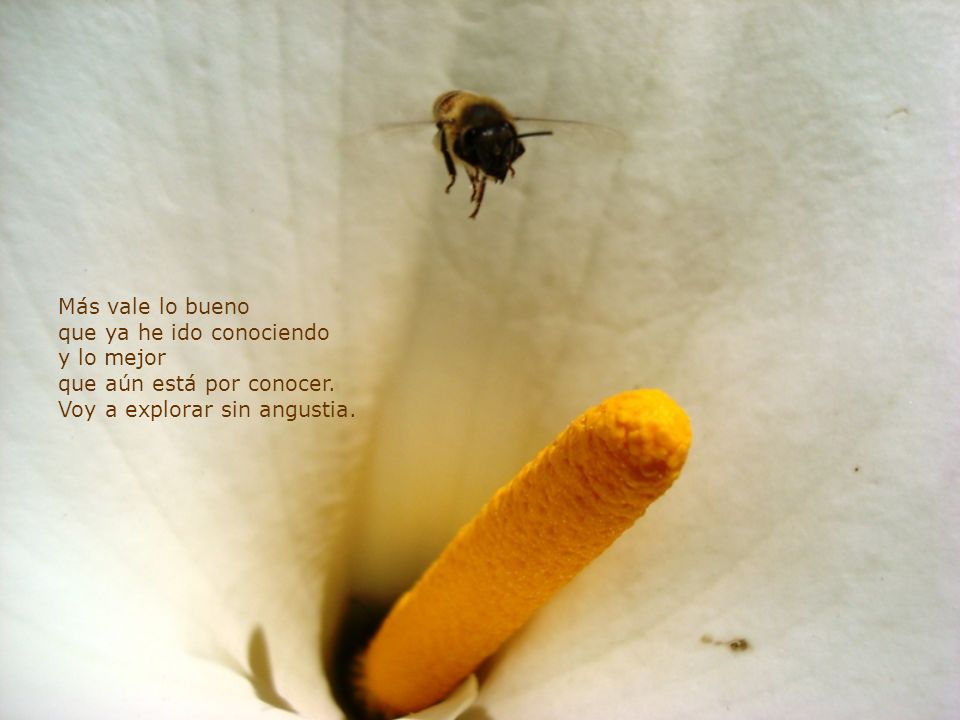 Más vale lo bueno que ya he ido conociendo. y lo mejor.