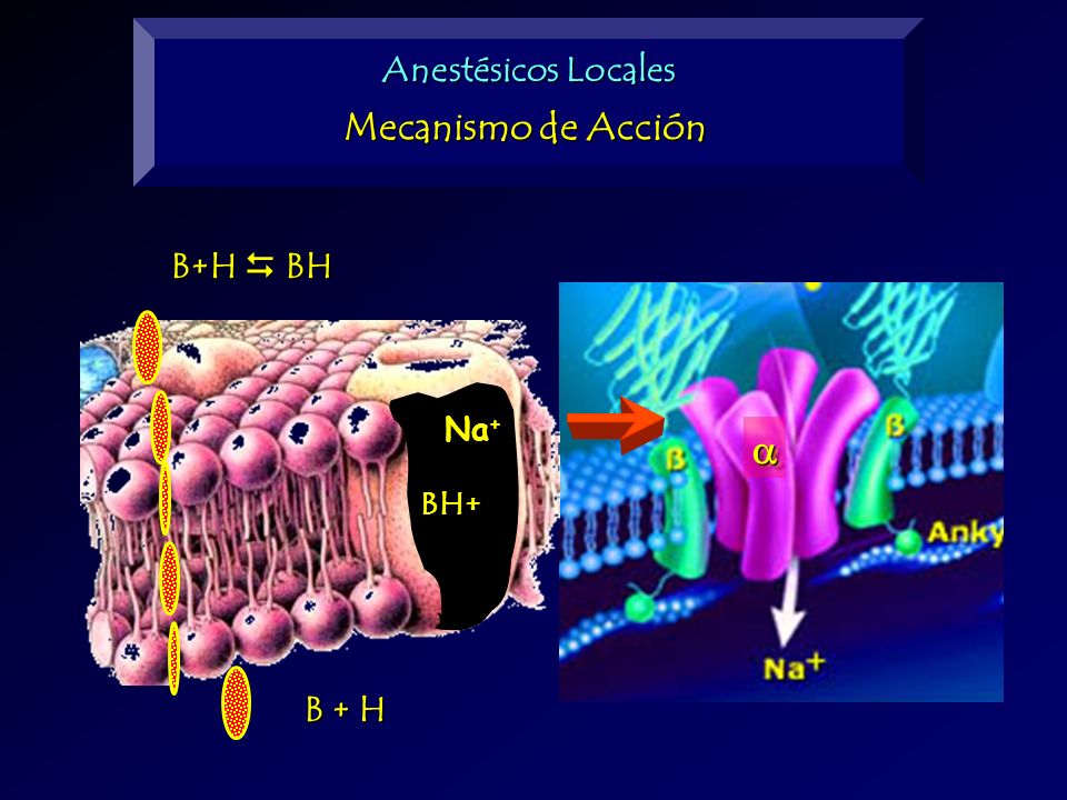 Anestésicos Locales Mecanismo de Acción B+H  BH BH+ Na+ a B + H