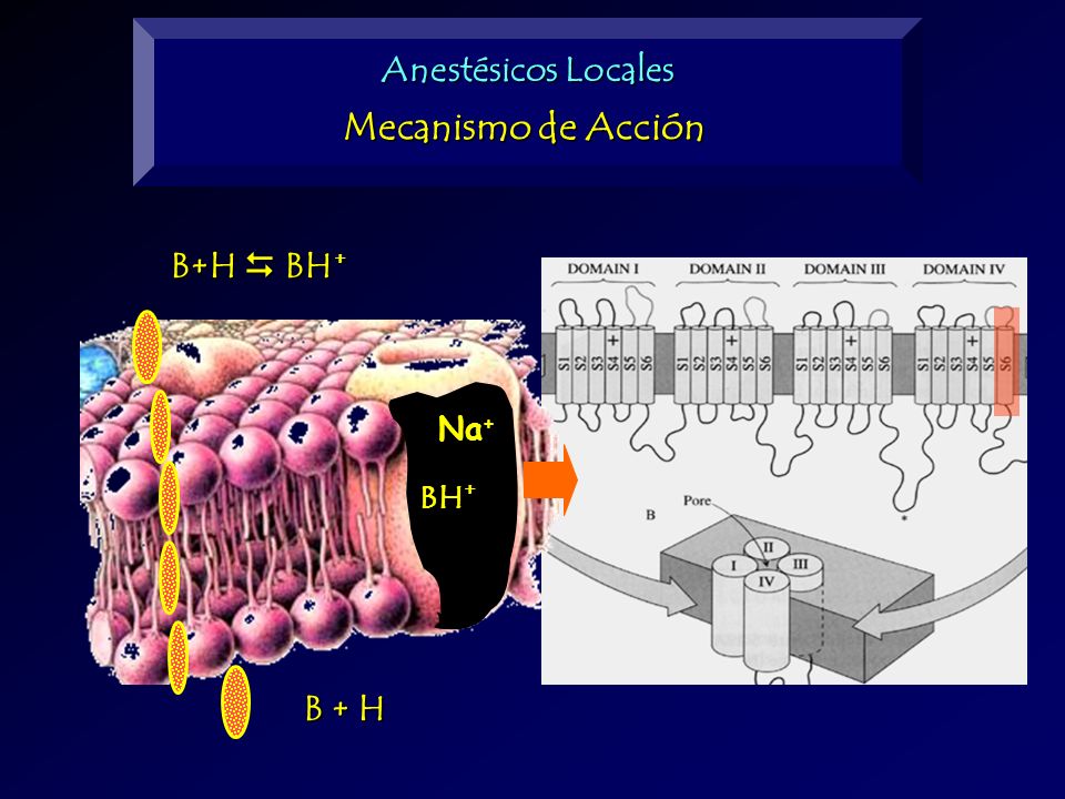 Anestésicos Locales Mecanismo de Acción B+H  BH+ BH+ Na+ B + H
