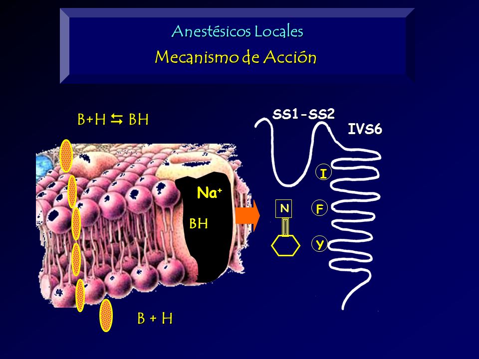 Mecanismo de Acción Anestésicos Locales B+H  BH B + H Na+ BH SS1-SS2