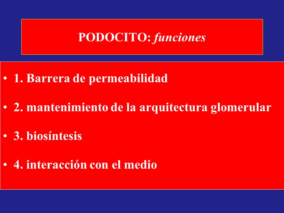 PODOCITO: funciones 1. Barrera de permeabilidad. 2. mantenimiento de la arquitectura glomerular. 3. biosíntesis.