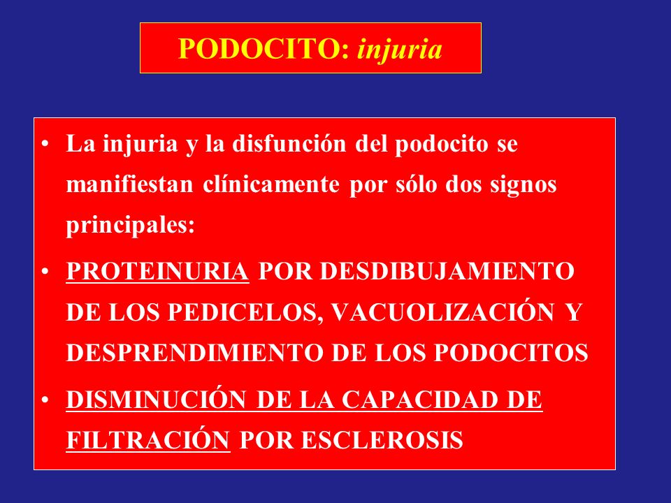PODOCITO: injuria La injuria y la disfunción del podocito se manifiestan clínicamente por sólo dos signos principales: