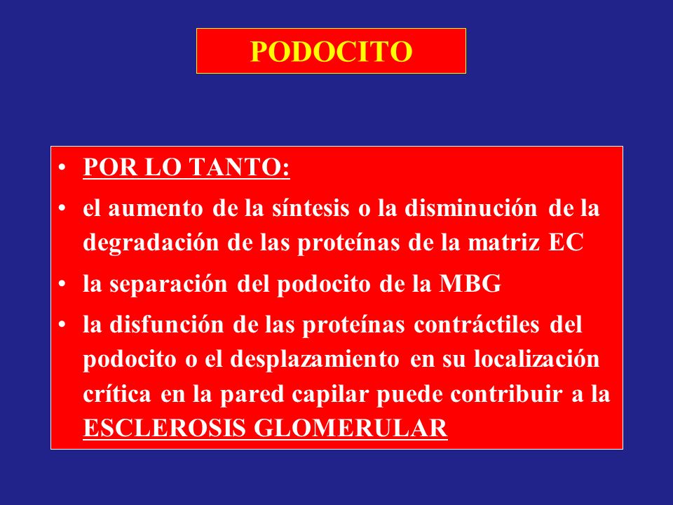 PODOCITO POR LO TANTO: el aumento de la síntesis o la disminución de la degradación de las proteínas de la matriz EC.