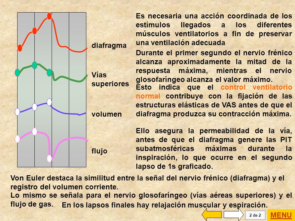En los lapsos finales hay relajación muscular y espiración. MENU