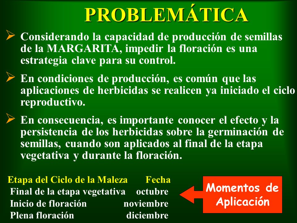 PROBLEMÁTICA Considerando la capacidad de producción de semillas de la MARGARITA, impedir la floración es una estrategia clave para su control.