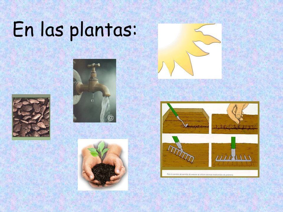 En las plantas: