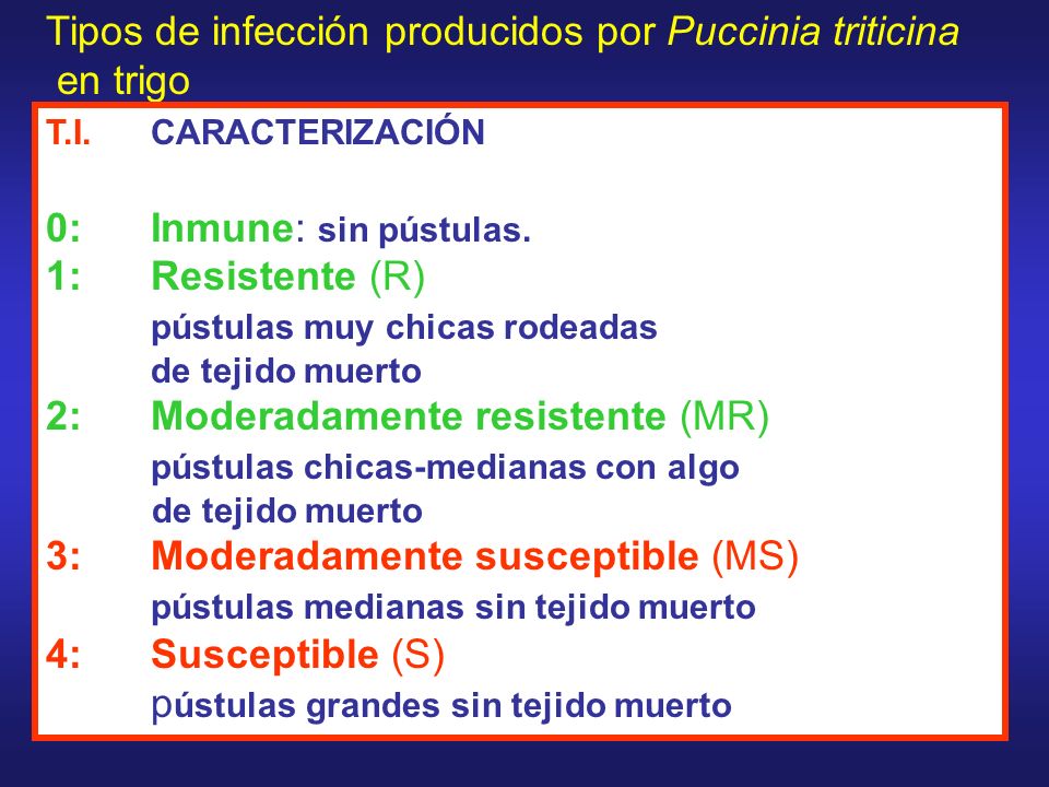 Tipos de infección producidos por Puccinia triticina en trigo