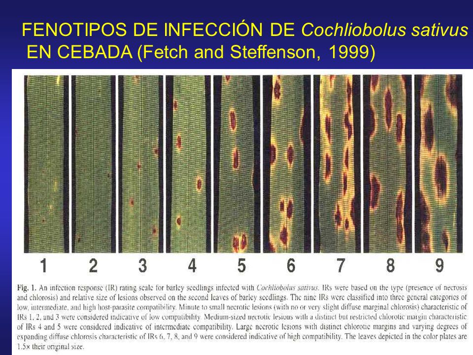 FENOTIPOS DE INFECCIÓN DE Cochliobolus sativus