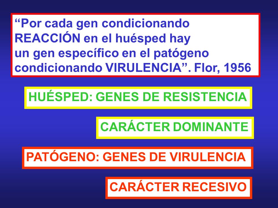 Por cada gen condicionando REACCIÓN en el huésped hay un gen específico en el patógeno condicionando VIRULENCIA . Flor, 1956