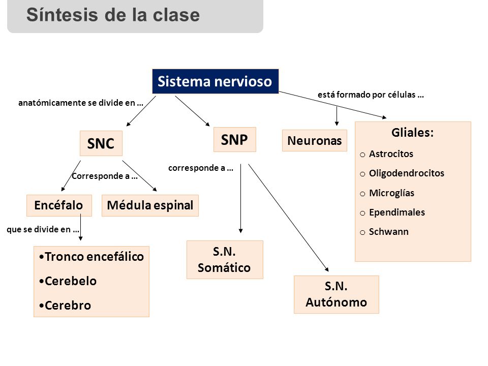 Síntesis de la clase Sistema nervioso SNP SNC Gliales: Neuronas