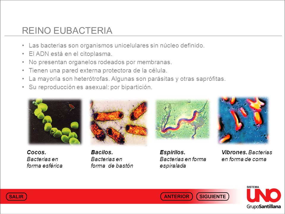 REINO EUBACTERIA • Las bacterias son organismos unicelulares sin núcleo definido. • El ADN está en el citoplasma.