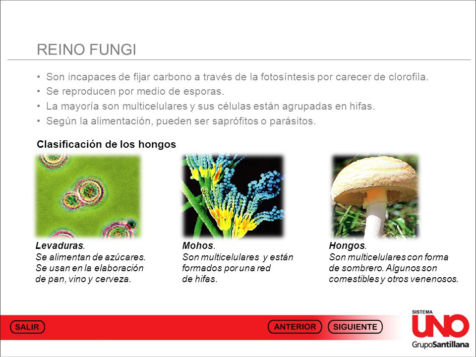 REINO FUNGI • Son incapaces de fijar carbono a través de la fotosíntesis por carecer de clorofila.