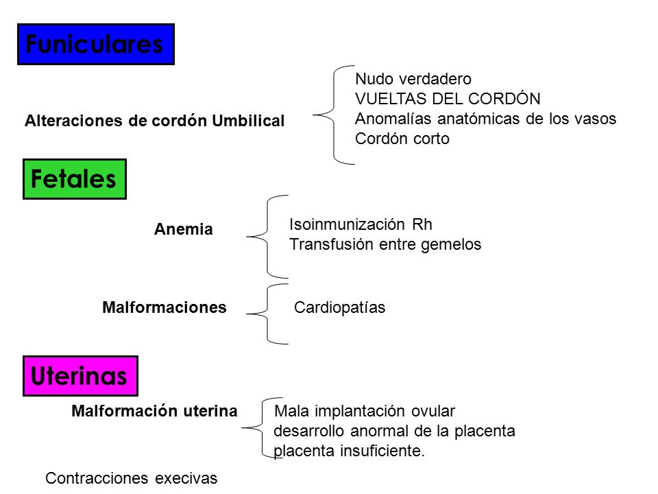 Funiculares Fetales Uterinas Nudo verdadero VUELTAS DEL CORDÓN