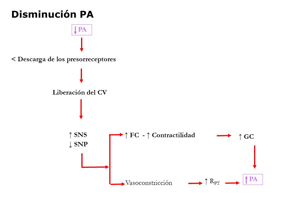 Disminución PA PA < Descarga de los presorreceptores