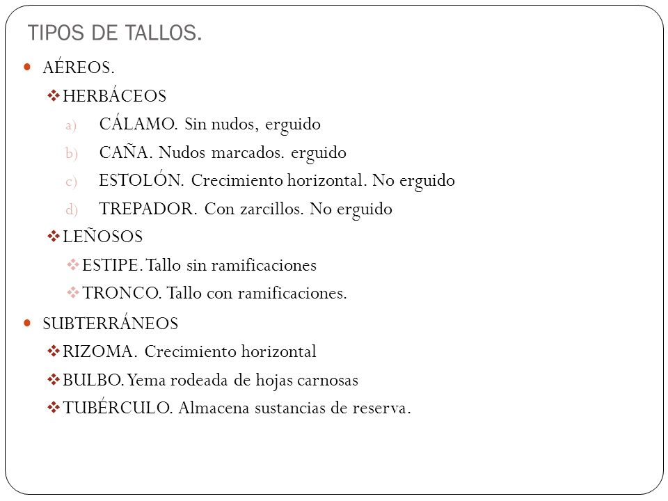 TIPOS DE TALLOS. AÉREOS. HERBÁCEOS CÁLAMO. Sin nudos, erguido