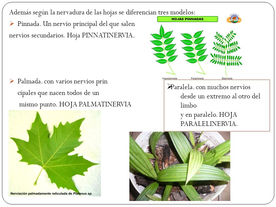 Además según la nervadura de las hojas se diferencian tres modelos: