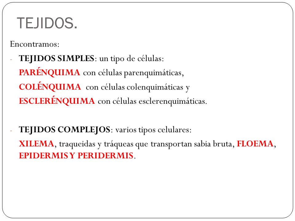 TEJIDOS. Encontramos: TEJIDOS SIMPLES: un tipo de células: