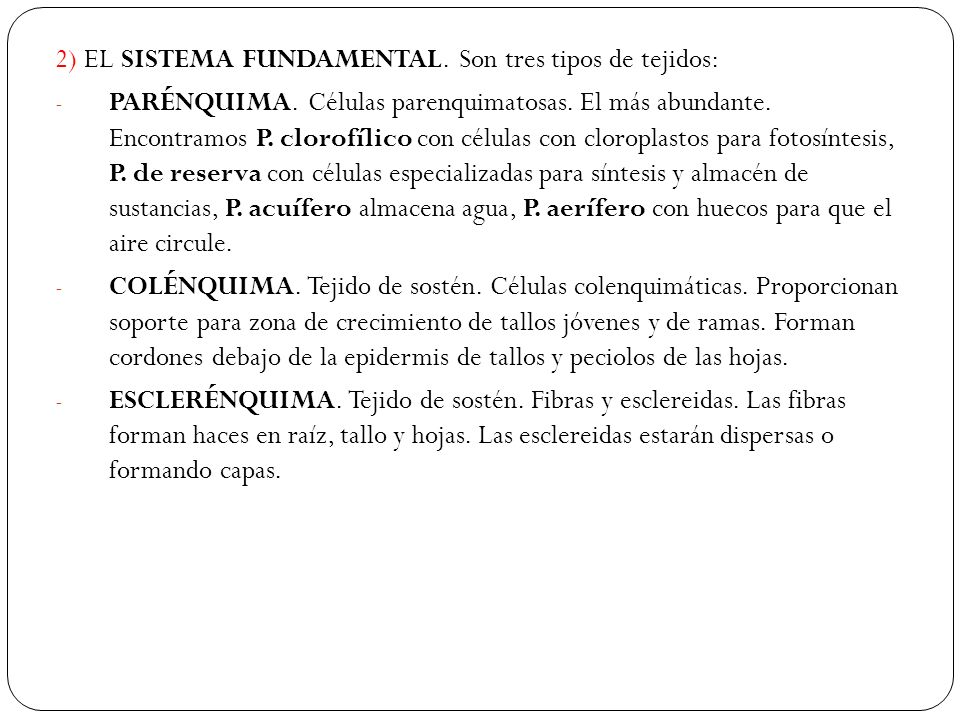 2) EL SISTEMA FUNDAMENTAL. Son tres tipos de tejidos: