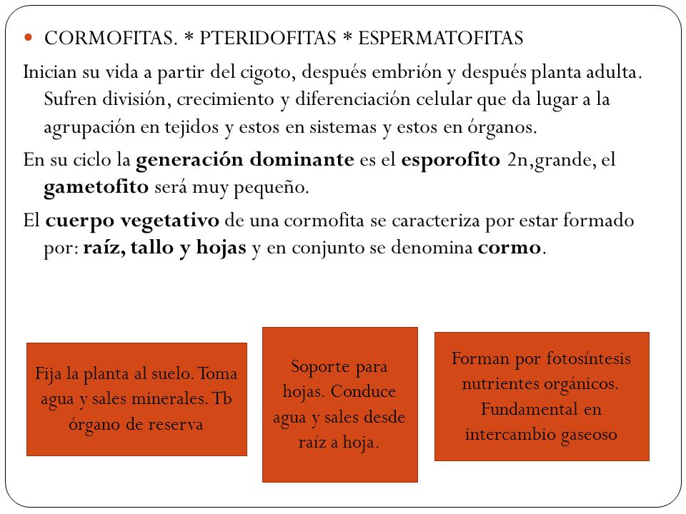 Soporte para hojas. Conduce agua y sales desde raíz a hoja.