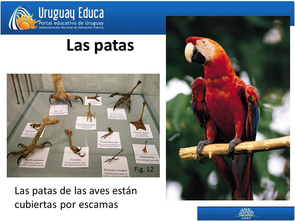 Las patas Fig. 12 Las patas de las aves están cubiertas por escamas