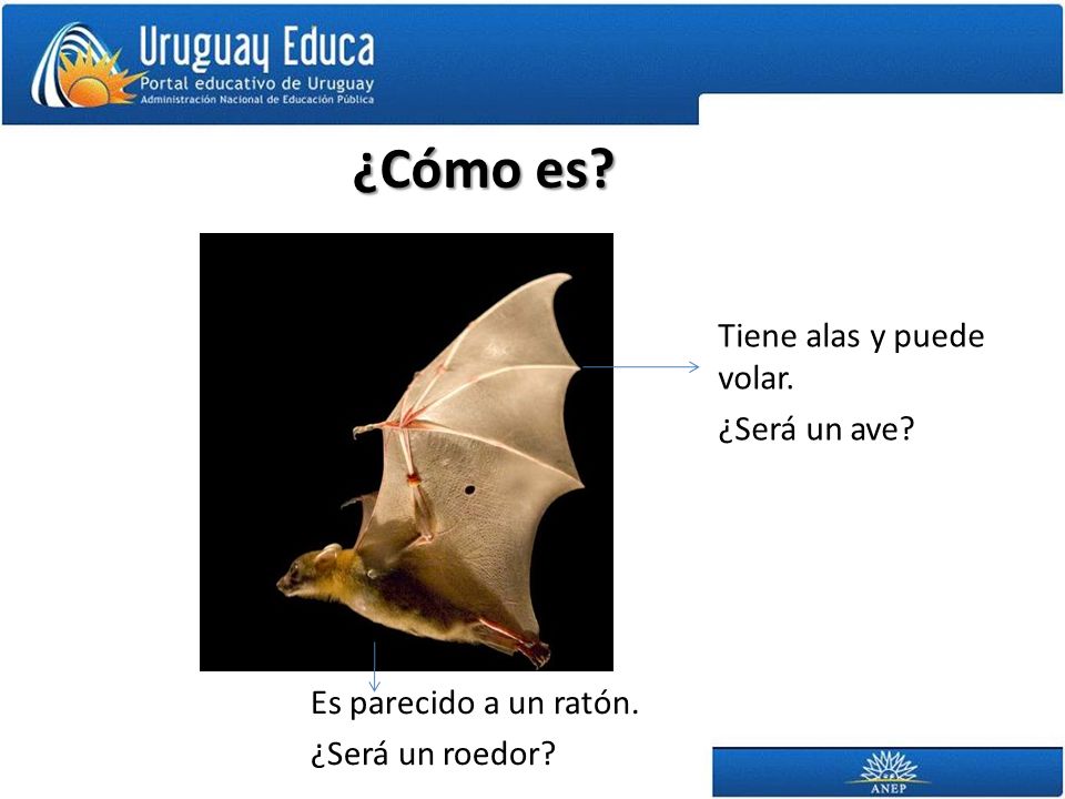 ¿Cómo es Tiene alas y puede volar. ¿Será un ave
