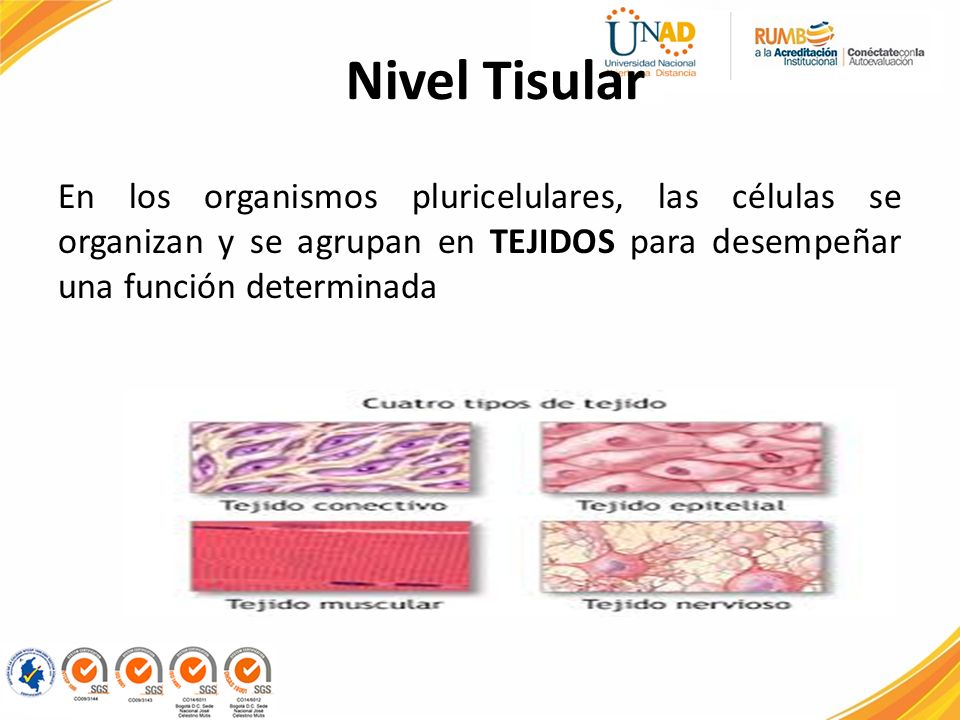 Nivel Tisular En los organismos pluricelulares, las células se organizan y se agrupan en TEJIDOS para desempeñar una función determinada.