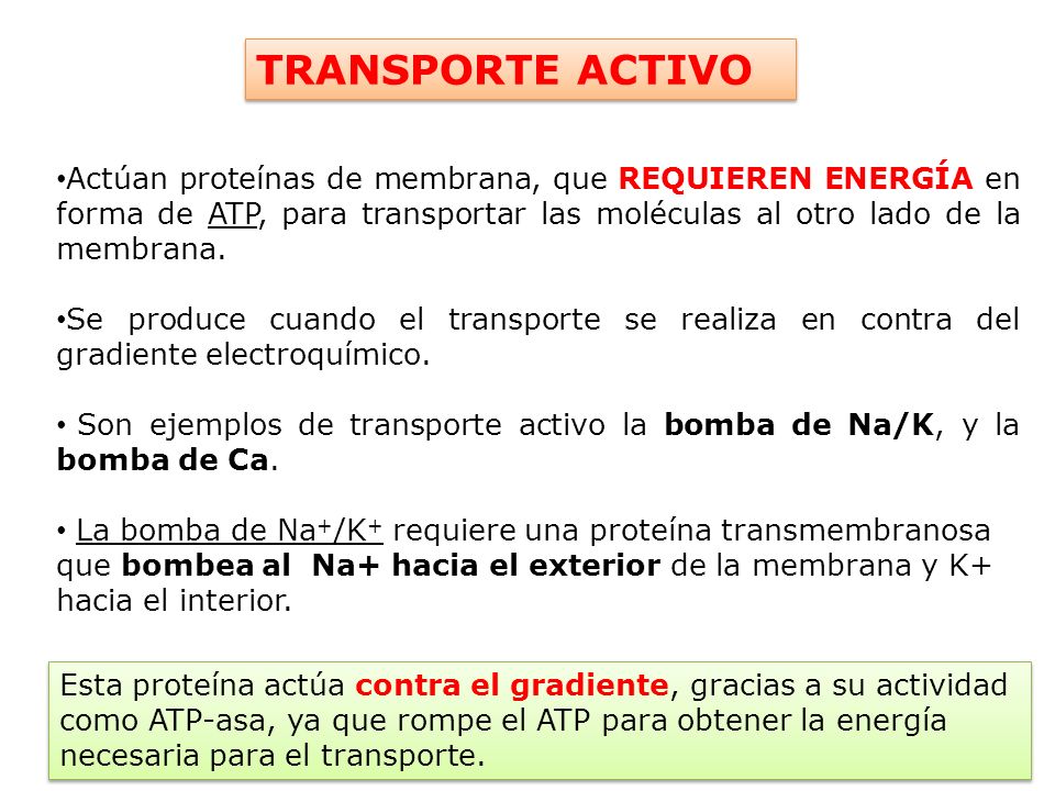 TRANSPORTE ACTIVO Actúan proteínas de membrana, que REQUIEREN ENERGÍA en forma de ATP, para transportar las moléculas al otro lado de la membrana.