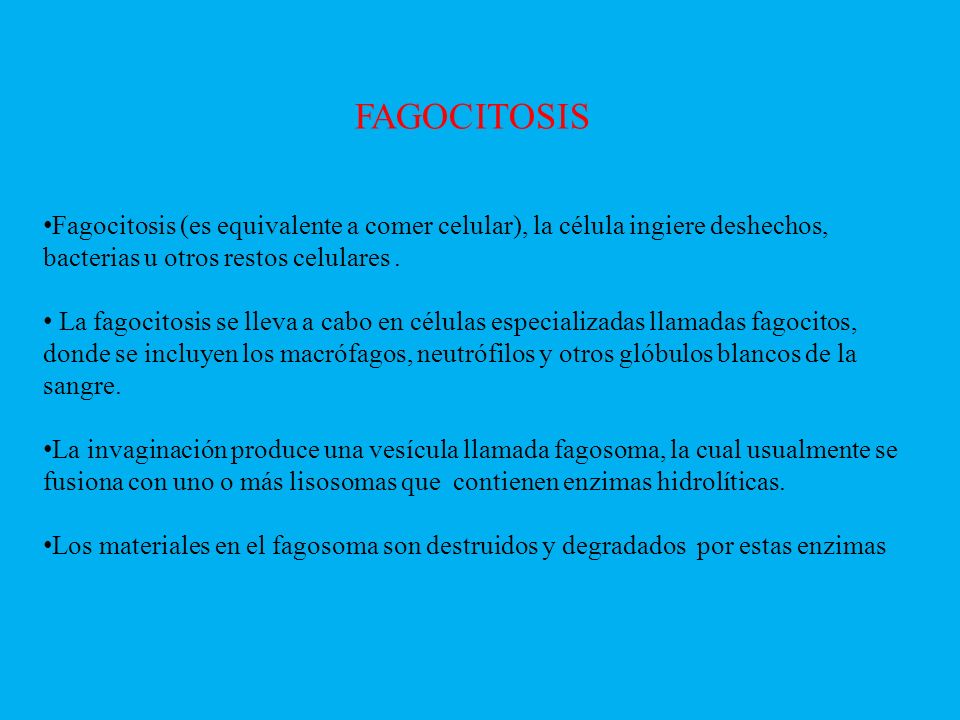 FAGOCITOSIS Fagocitosis (es equivalente a comer celular), la célula ingiere deshechos, bacterias u otros restos celulares .