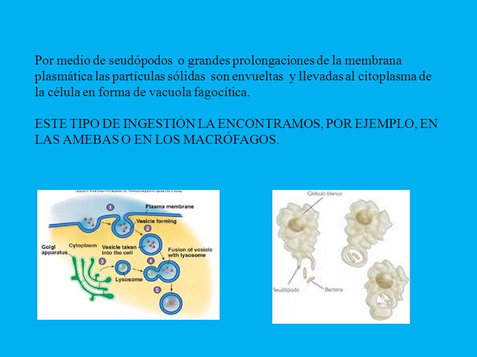 Por medio de seudópodos o grandes prolongaciones de la membrana plasmática las partículas sólidas son envueltas y llevadas al citoplasma de la célula en forma de vacuola fagocítica.