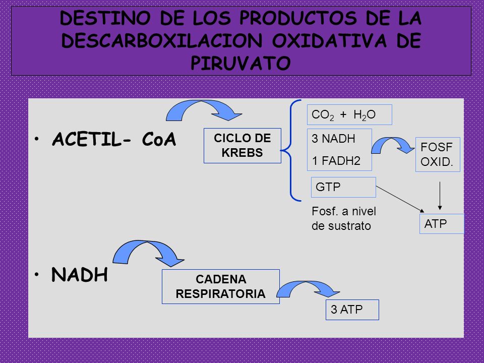 DESTINO DE LOS PRODUCTOS DE LA DESCARBOXILACION OXIDATIVA DE PIRUVATO