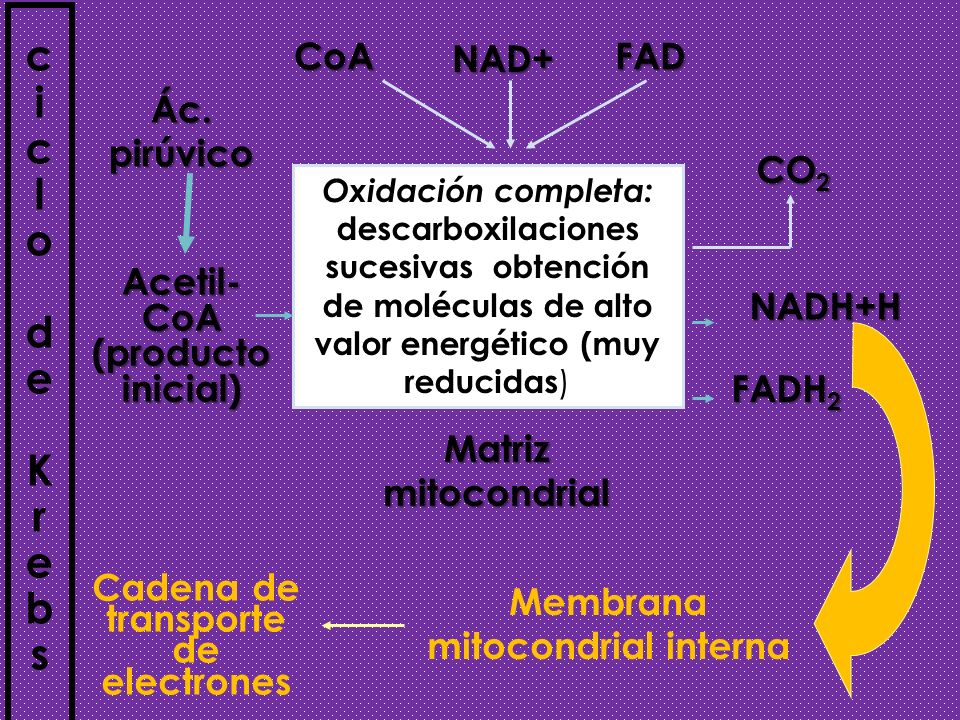 c i l o d e K r b s CoA NAD+ FAD Ác. pirúvico CO2