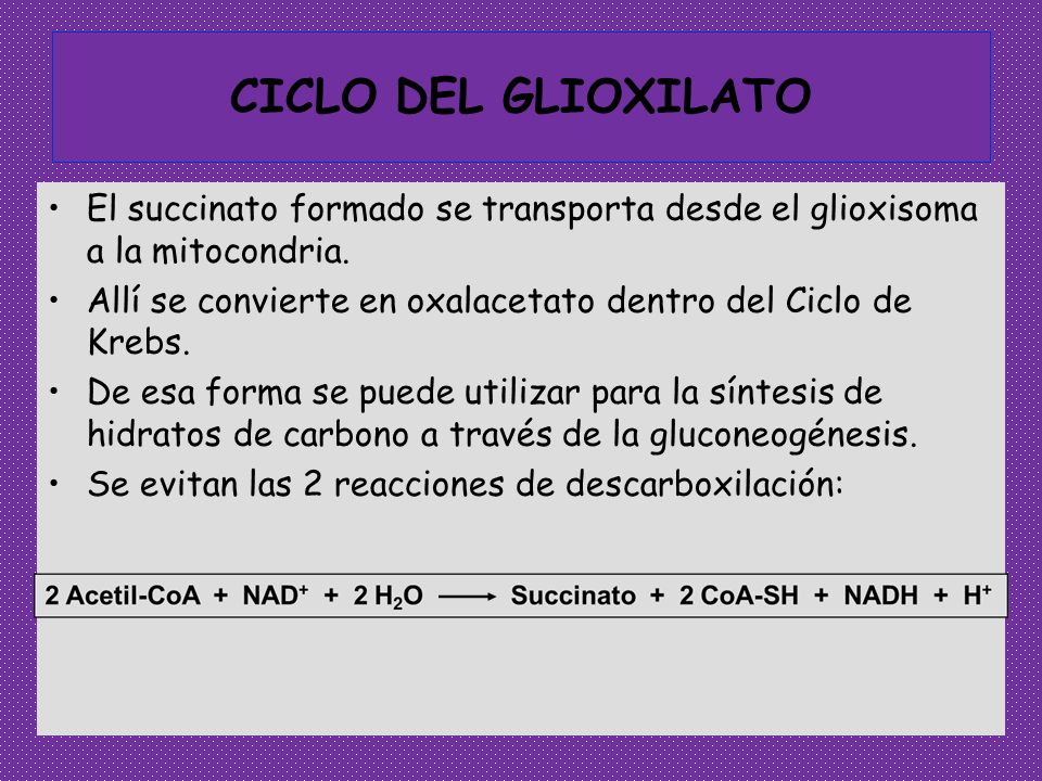 CICLO DEL GLIOXILATO El succinato formado se transporta desde el glioxisoma a la mitocondria.