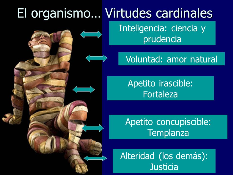 El organismo… Virtudes cardinales