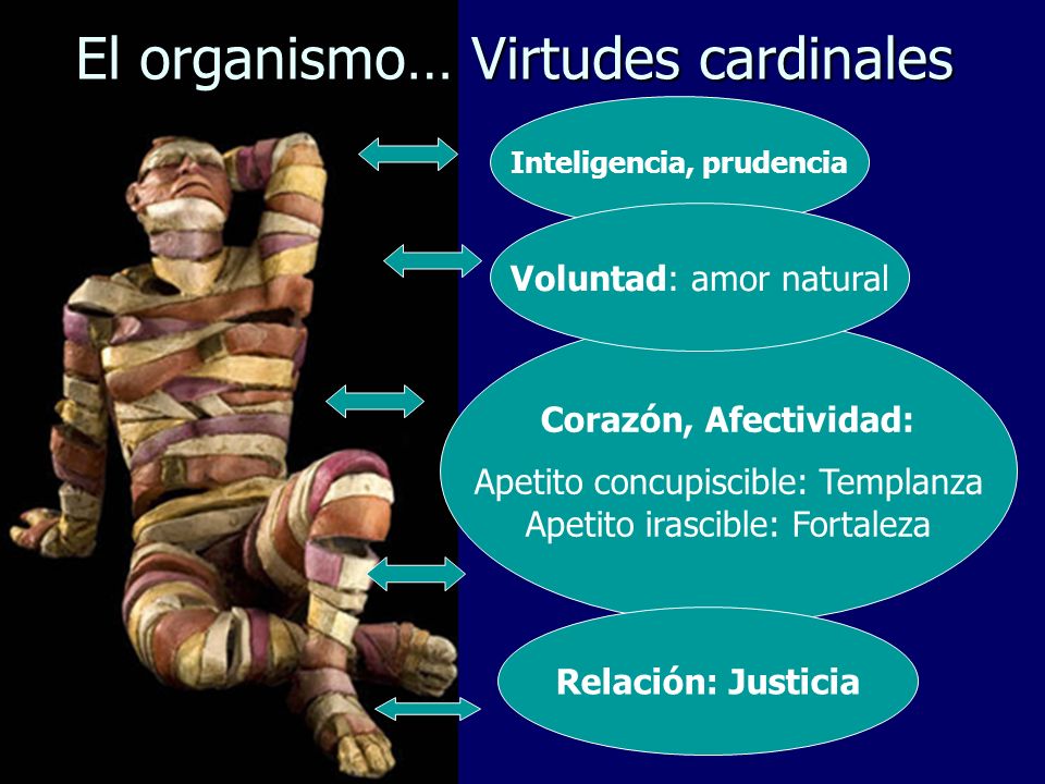 El organismo… Virtudes cardinales